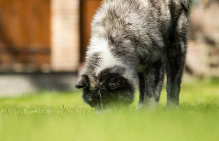 Japanese Akita walks outdoorsの写真素材
