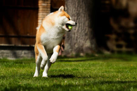 Japanese Akita walks outdoorsの写真素材