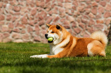 Japanese Akita walks outdoorsの写真素材