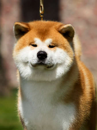 Japanese Akita dog portraitの写真素材