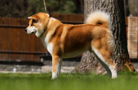 Japanese Akita dog standingの写真素材