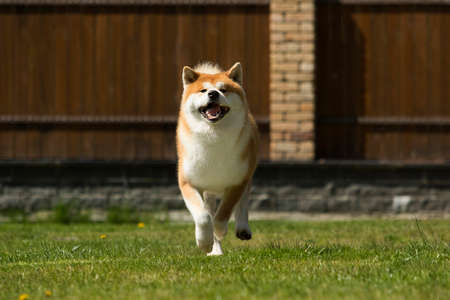Japanese Akita Inu dog for a walkの写真素材