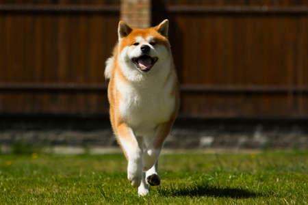 Japanese Akita Inu dog for a walkの写真素材