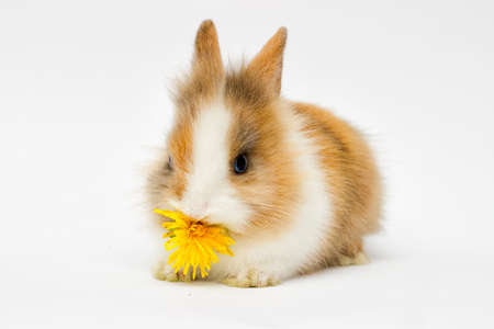 funny rabbit on a white background