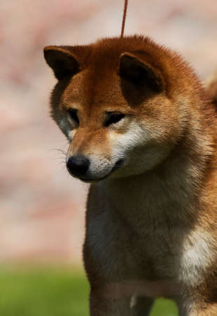 Japanese Shiba Inu dog on the green grassの写真素材