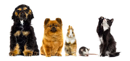 set of pets looks on a white backgroundの写真素材