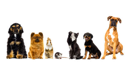 set of pets looks on a white backgroundの写真素材