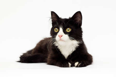 black and white kitten looksの写真素材