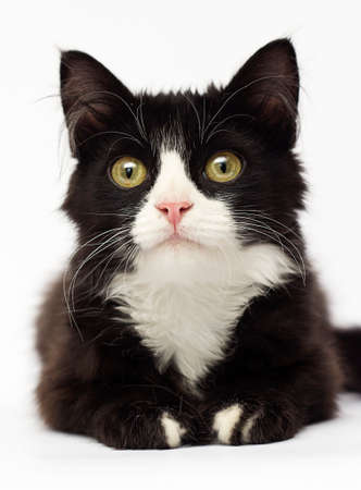 black and white kitten looksの写真素材