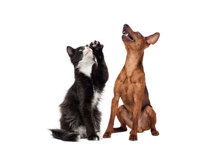 dog and cat looking up on a white backgroundの写真素材