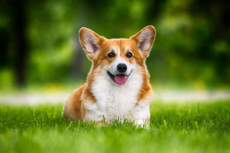welsh corgi dog lying in the green grassの写真素材