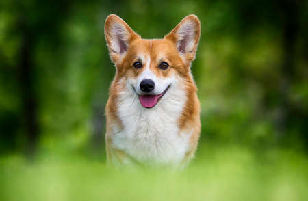 welsh corgi dog sitting in green grassの写真素材