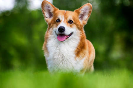 welsh corgi dog standing in green grassの写真素材