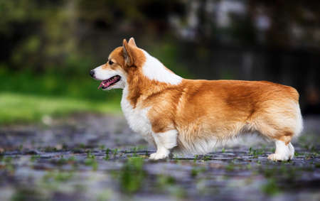 welsh corgi dog standing in green grassの写真素材