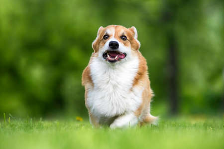 red dog welsh corgi pembroke for a walk in summerの写真素材