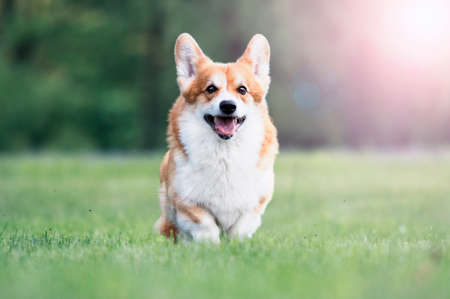 red dog welsh corgi pembroke for a walk in summerの写真素材