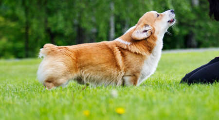 red dog welsh corgi pembroke for a walk in summerの写真素材