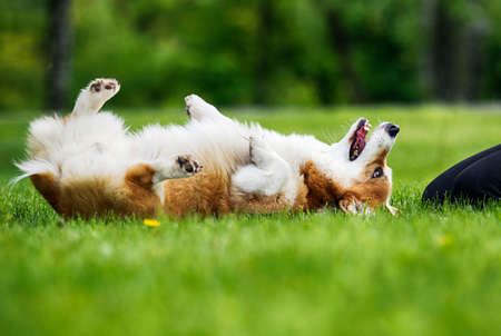 red dog welsh corgi pembroke lies on its backの写真素材