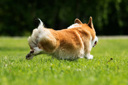 dog welsh corgi pembroke for a walk in summerの写真素材