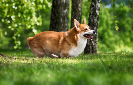 red dog welsh corgi pembroke runs through the grassの写真素材