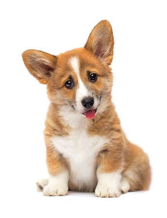 little redhead welsh corgi pembroke puppy sitting on a white backgroundの写真素材