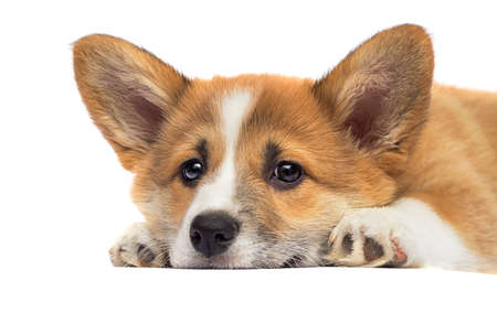 little red puppy welsh corgi Pembrokeの写真素材
