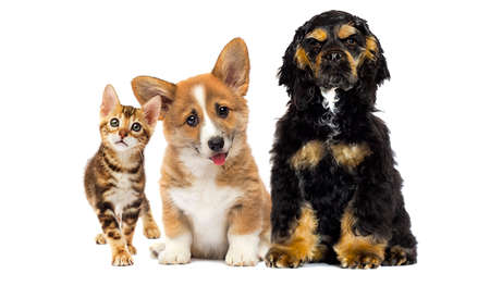 cute kitten and dog together isolated on a white backgroundの写真素材