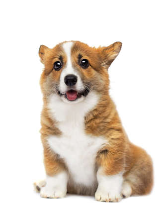 welsh corgi puppy funny face on a white backgroundの写真素材