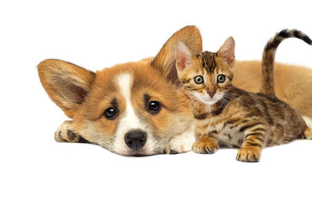 puppy and a kitten are lying together on a white backgroundの写真素材