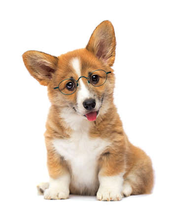 clever puppy in glasses, welsh corgi breed on a white backgroundの写真素材