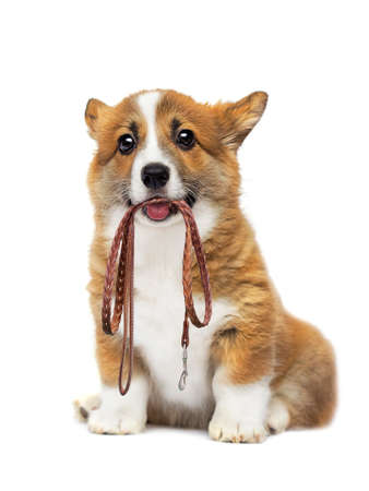 welsh corgi puppy funny face on a white backgroundの写真素材