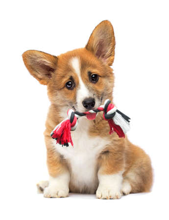 puppy with a toy in his teeth, welsh corgi breedの写真素材