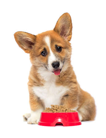puppy and bowl of dry food, welsh corgi breedの写真素材