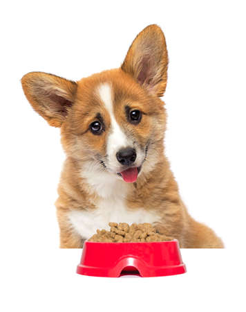 puppy and bowl of dry food, welsh corgi breedの写真素材