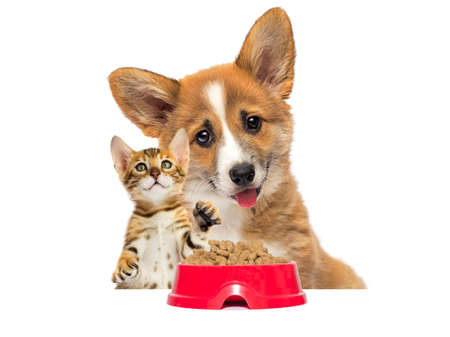cute kitten and dog eat dry food on a white backgroundの写真素材