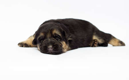 newborn shepherd puppy on white backgroundの写真素材