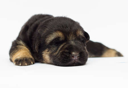 blind newborn puppy Shepherd on a white backgroundの写真素材