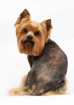 dog Yorkshire terrier with trimmed hair on a white backgroundの写真素材