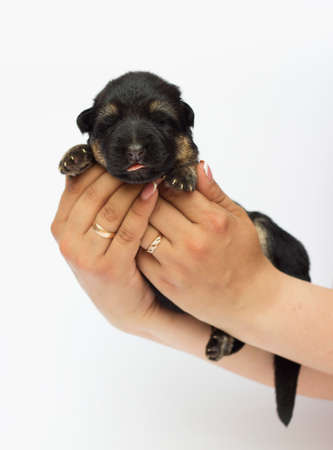 newborn shepherd puppy on white backgroundの写真素材