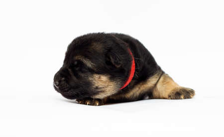 newborn shepherd puppy on white backgroundの写真素材