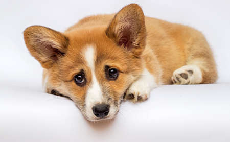 little redhead welsh corgi pembroke puppy on a white backgroundの写真素材