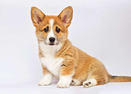 little redhead welsh corgi pembroke puppy sittingの写真素材