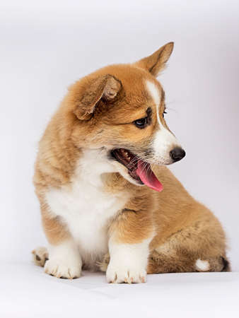 little redhead welsh corgi pembroke puppy sittingの写真素材