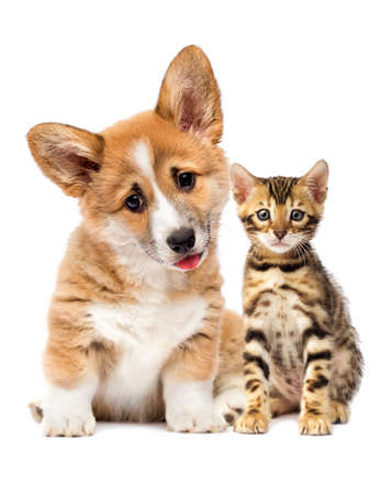 puppy and kitten watching togetherの写真素材