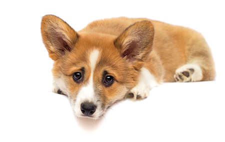 little welsh corgi puppy lookingの写真素材