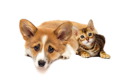 little kitty and welsh corgi puppy lookingの写真素材