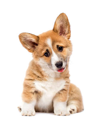 little welsh corgi puppy lookingの写真素材