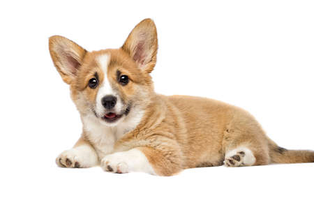 little welsh corgi puppy lookingの写真素材