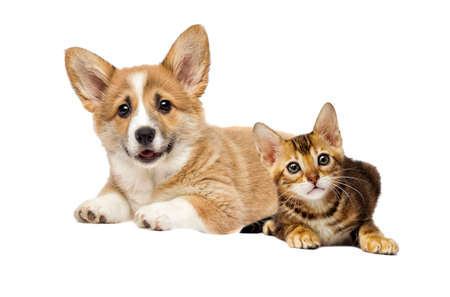 puppy and kitten watching togetherの写真素材