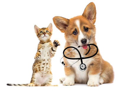 kitten and puppy vet looks with a stethoscope in his teeth on a white background